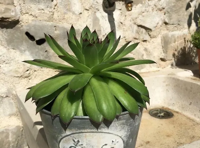 Cvita בית נופש לוזובאק